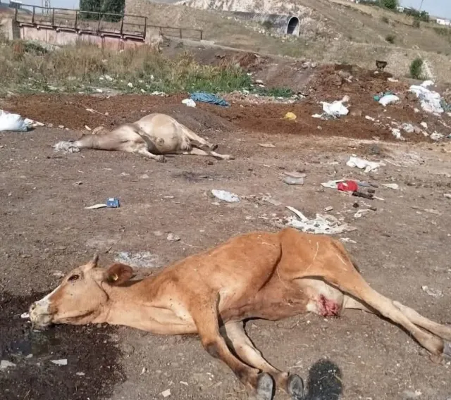 ŞAP HASTALIĞI BÖLGEDE EKONOMİYİ FELÇ ETTİ