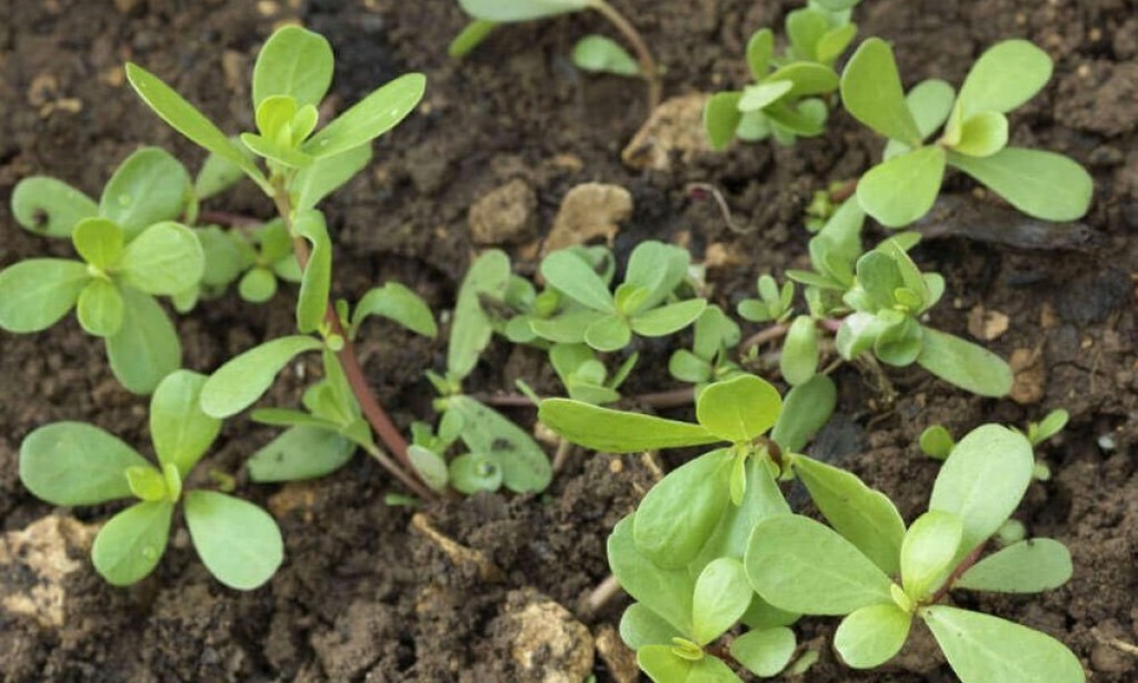 Toprak Altındaki Hoşgörü Cenneti: Doğanın Dersleri ve Bitkiler Arasındaki Sıra Dışı Birliktelik