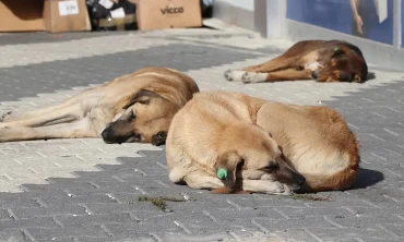 Sahipsiz Hayvanlara Yönelik Kanun Teklifi TBMM Komisyonu'nda Kabul Edildi